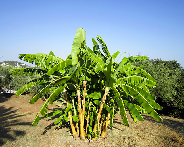 1-planta-bananeira.jpg