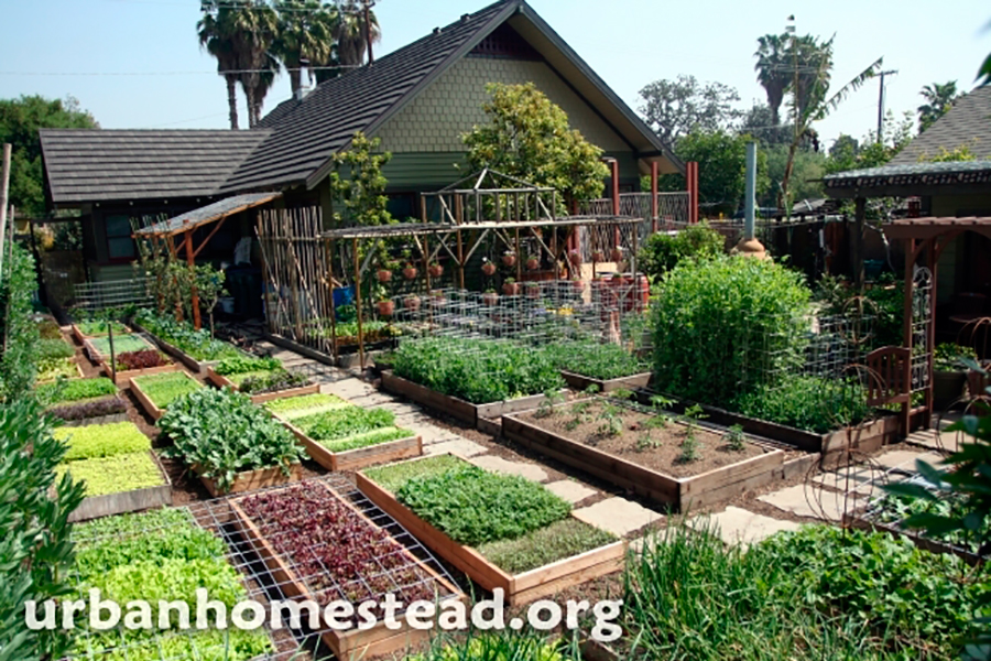1-urban-homestead.jpg
