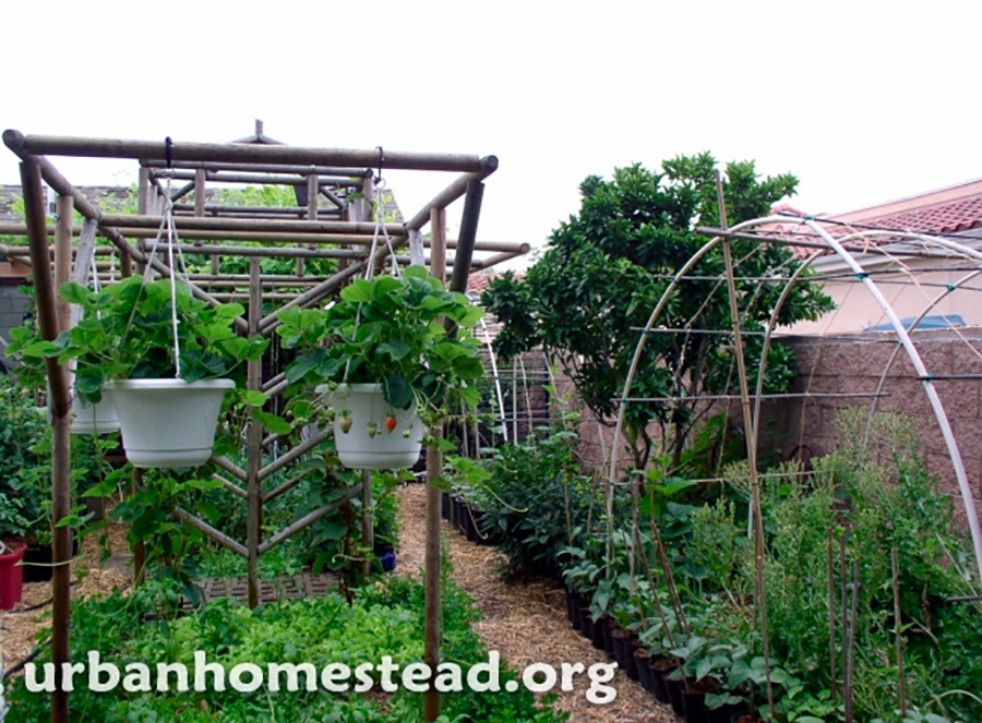 3-urban-homestead.jpg